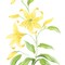 Rubrum Lily Wall Stencil | 1946 by Designer Stencils | Floral Stencils | Reusable Art Craft Stencils for Painting on Walls, Canvas, Wood | Reusable Plastic Paint Stencil for Home Makeover | Easy to Use & Clean Art Stencil
